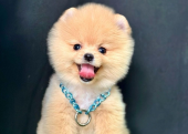 Safkan Pomeranian Boo Bebekler